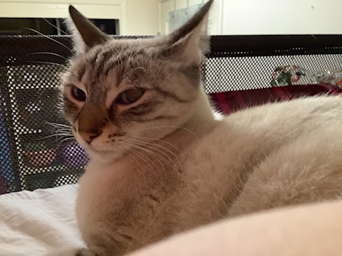 White cat going to sleep