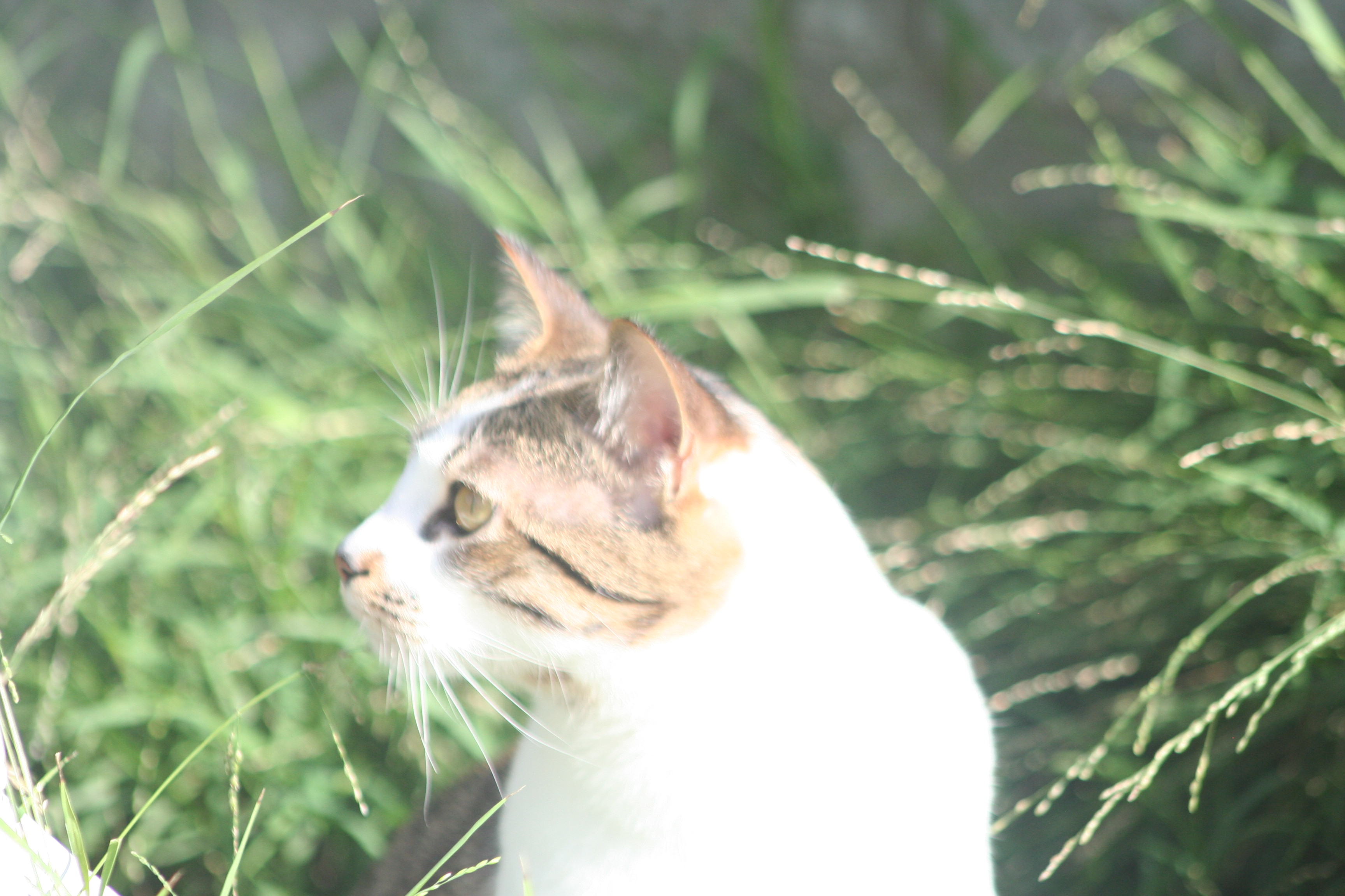 Leo in the wild